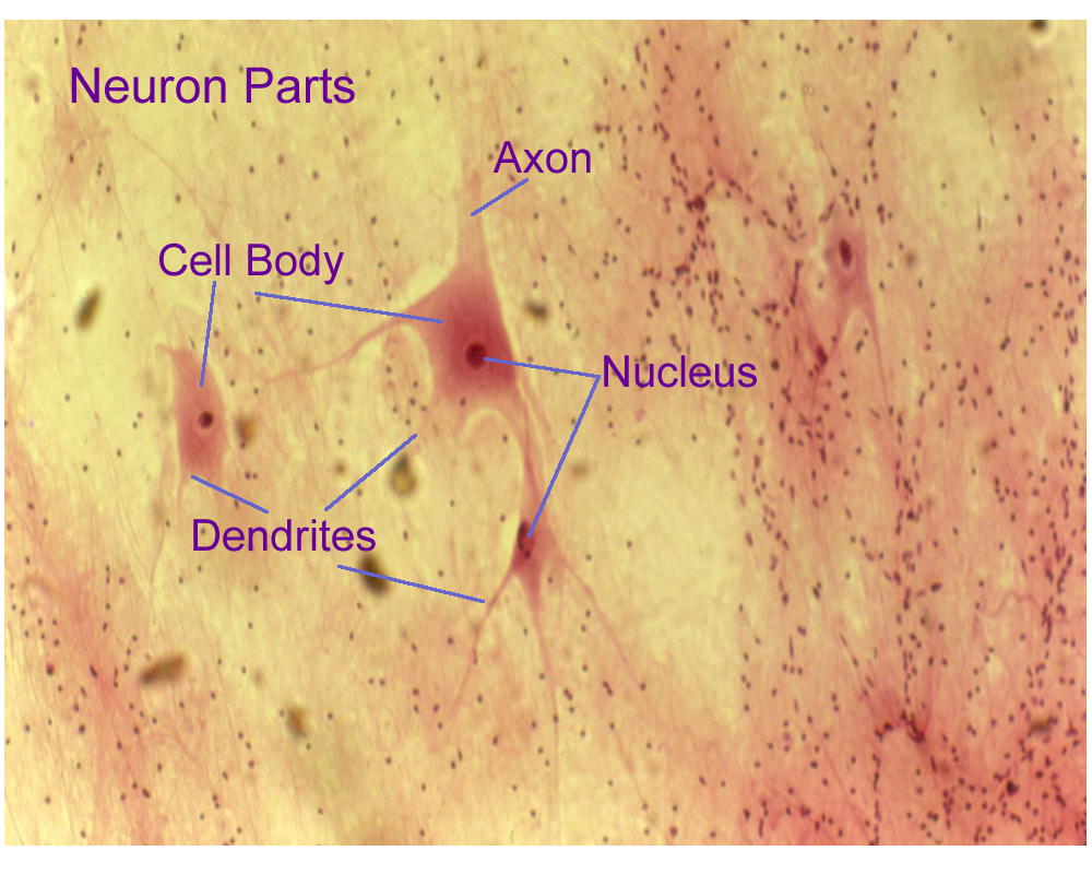 Motor Neuron Slide Labeled Glial Cells